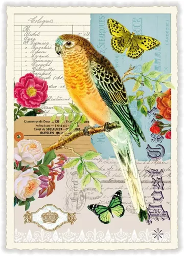 Birds, Postcard