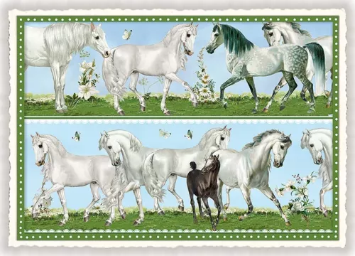 Horses, Postcard