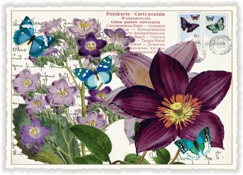 Anemone, Postcard