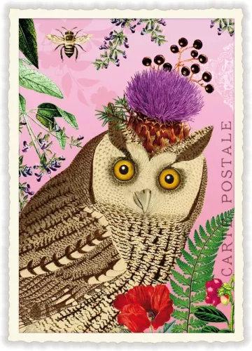 Pink Owl, Postcard