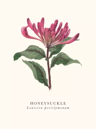 Book & Botanics Honeysuckle Card