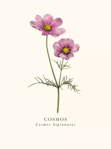 Book & Botanics Cosmos Card