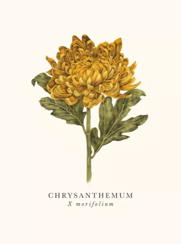 Book & Botanics Chrysanthemum Card
