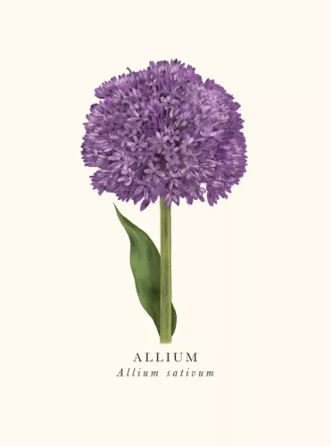 Book & Botanics Allium Card
