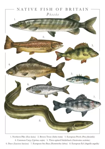 Nature'S Pocketbook Fish Card