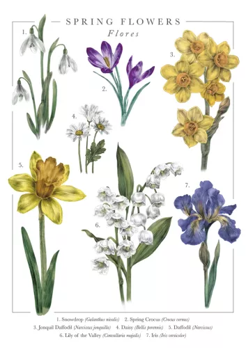 Nature'S Pocketbook Spring Flowers Card