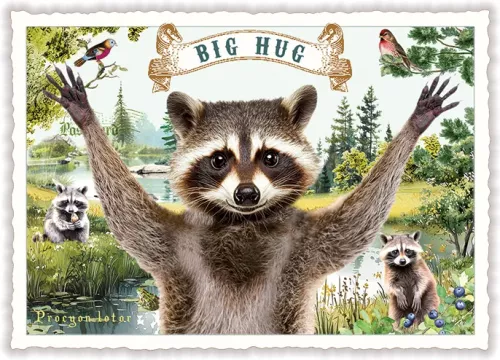 Raccoon Big Hug, Postcard
