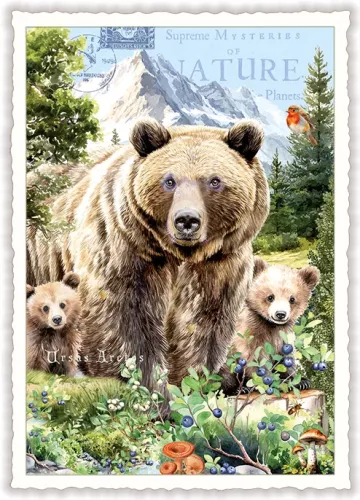 Bears, Postcard
