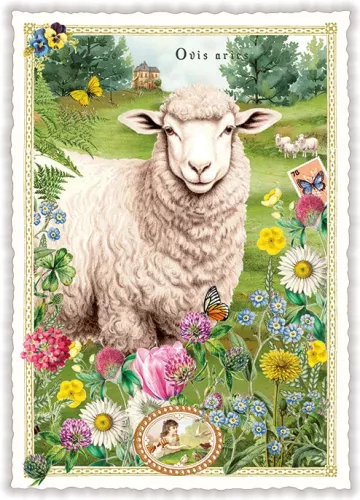 Sheep, Postcard