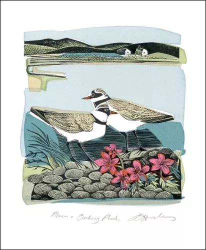 NC A.Harding/Plovers & Orkney Pinks
