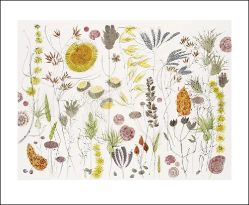 NC A.Lewin/Spanish Seedheads