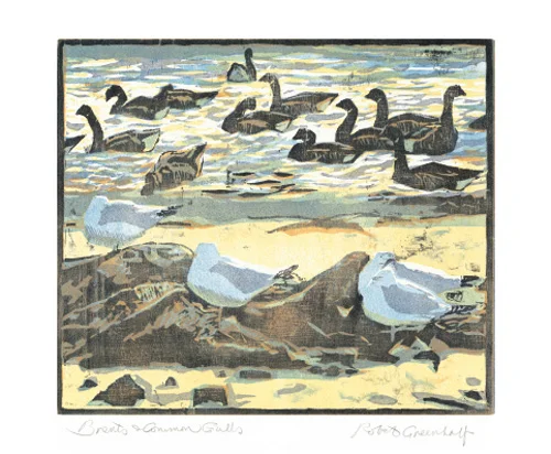 NC R.Greenhalf/Seagulls&Common