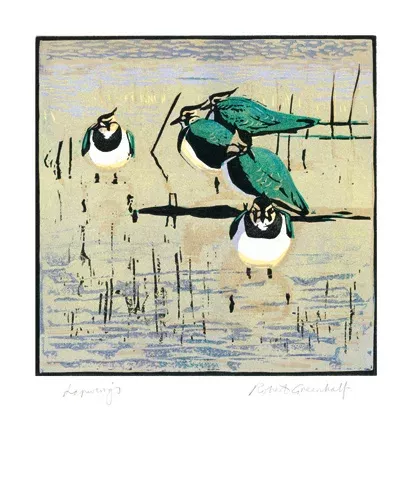 NC R.Greenhalf/Lapwings