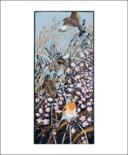 NC R.Greenhalf/Linnets