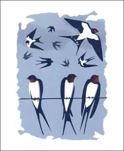 NC C.Akroyd/Swallows