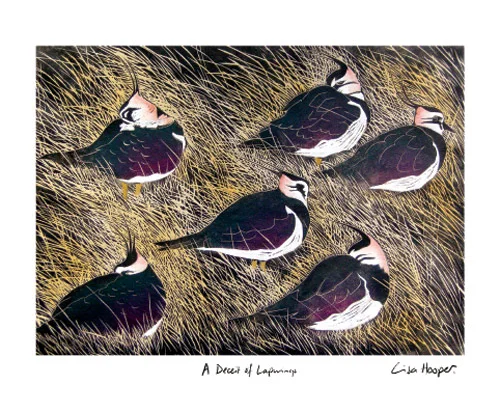 NC Lisa Hopper/A Dec.-Lapwings