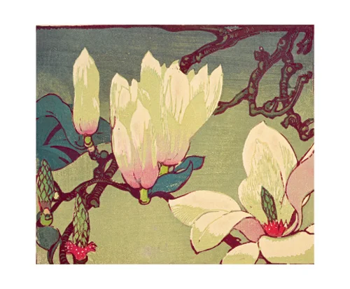NC M.Royds/Magnolia