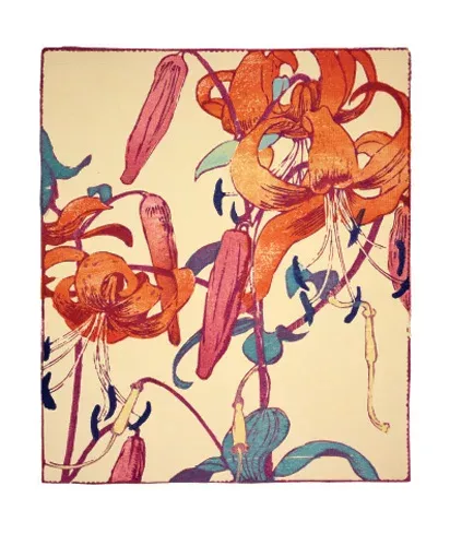 NC M.Royds/Tiger Lilies