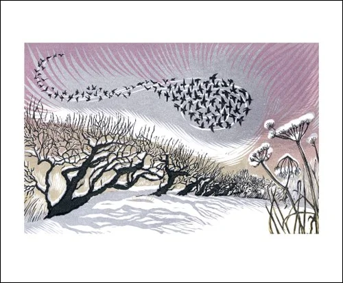NC N.Bowers/Winter Starlings