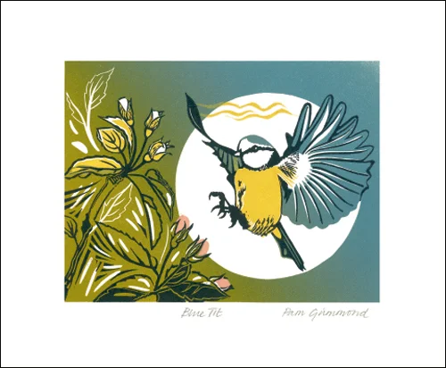 NC P.Grimmond/Blue Tit