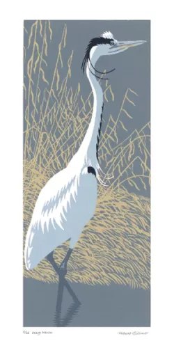 NC R.Gillmor/Wary Heron
