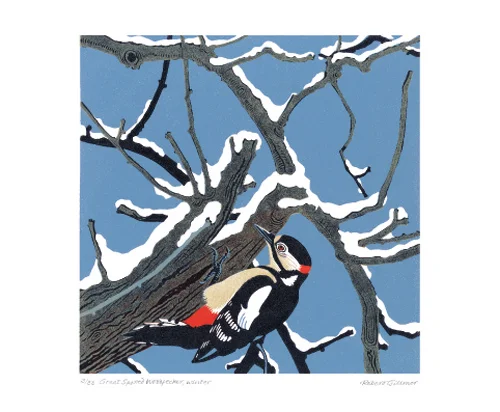 NC R.Gilmore/Spott.Woodpecker