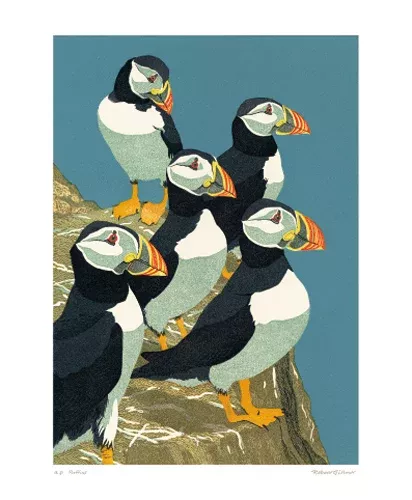 NC R.Gillmor/Puffins