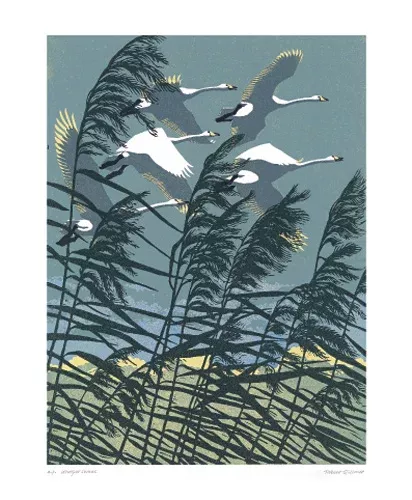 NC R.Gillmor/Whooper Swans