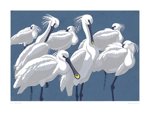 NC R.Gillmor/Spoonbills