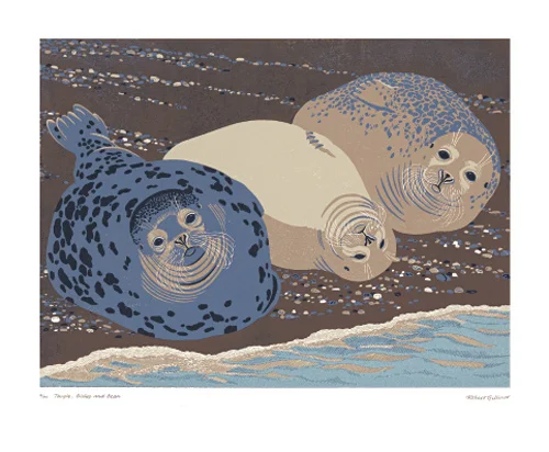 NC R.Gillmor/Grey Seals