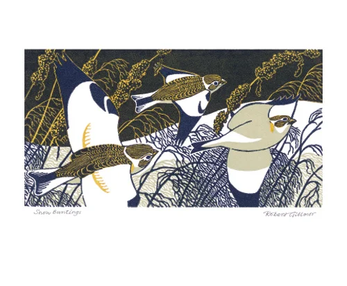 NC R.Gillmor/Snow Buntings