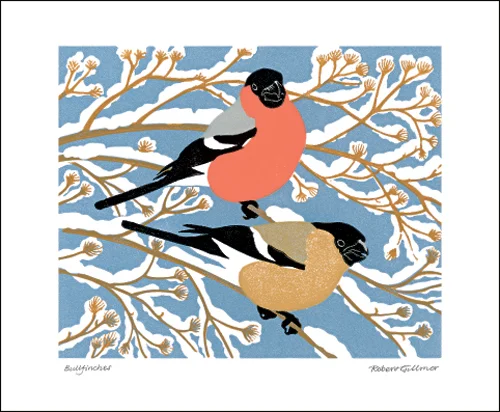 NC R.Gillmor/Bullfinces