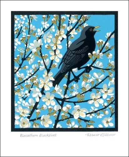 NC R.Gillmor/Blackthorn Blackbird