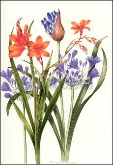 S.Crosthwaite/Agaphanhus & Crocosmia, Greeting Card