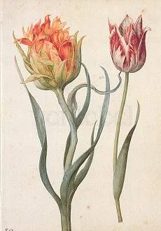 G.Flegel/Zwei Tulpen, Greeting Card