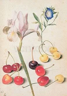 G.Flegel/Cherries,Iris,Bindweed, Greeting Card