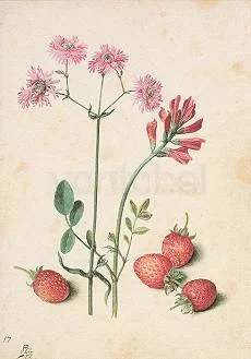 G.Flegel/Lynchnis, Greeting Card