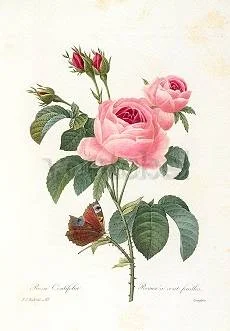 Redouté/Rosa Centifolia, Greeting Card