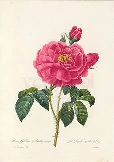 Redouté/Rosa Gallica, Greeting Card
