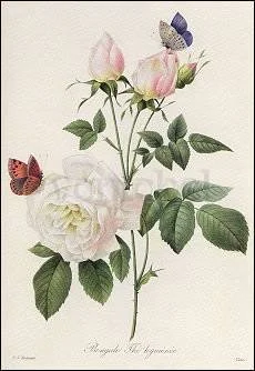 Redouté/Rosa Bengale The Hymenee, Greeting Card