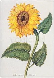 Ill.aus Sammlung/Sunflower, Greeting Card