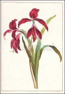 Coll.John Edwards/Jacobean Lily, Greeting Card