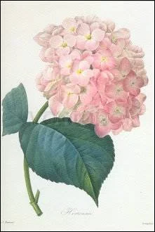 P.J.Redoute´/Hortensia, Greeting Card