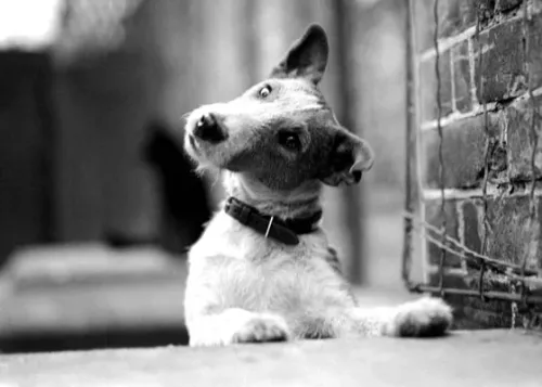 Jock the Fox Terrier,looking wistful,1945, Greeting Card