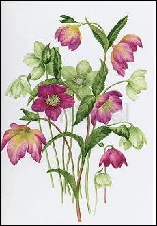 Mixed Hellebores, Greeting Card