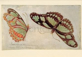 Two Butterflies (c. 1705), Greeting Card