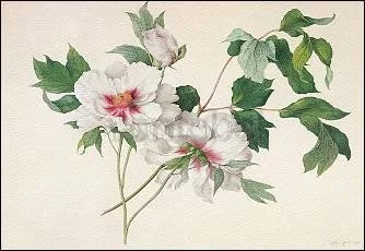 Paeonia suffructicosa (1815), Greeting Card