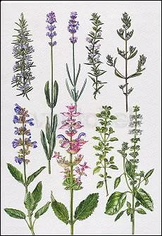 Rosemary and other Herbs, Greeting Card