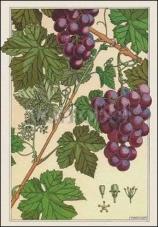 The Vine (1896), Greeting Card