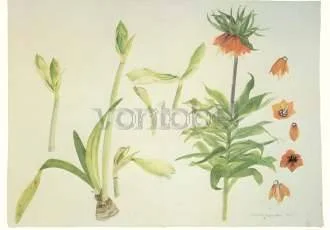 Amaryllis and Crown Imperial, Postcard